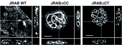 三次元環境下での管腔形成におけるJRABの構造変化の重要性の図