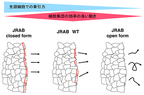 JRABの構造変化と細胞集団運動の図