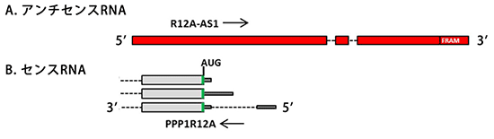 ヒトアンチセンスncRNA（R12A-AS1）のゲノム上の配列構造の図