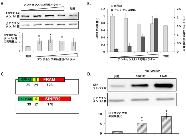 ヒトSINEUPが示すタンパク質合成の促進効果の図