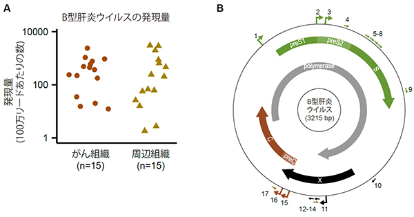 B型肝炎ウイルス（HBV）の発現量と転写開始点の図