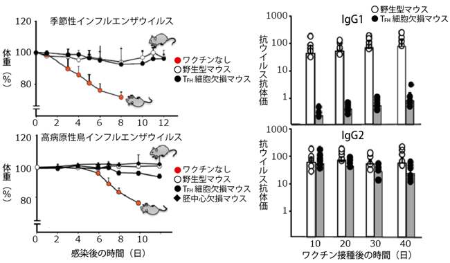 マウスにおけるIgG2抗体によるウイルス感染防御の図