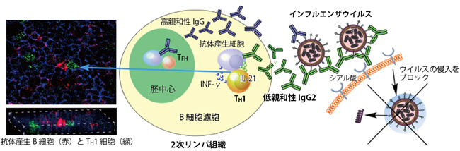 IgG2抗体の産生機構とその役割の図