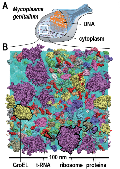 Graphic illustration of the sub cellular simulaiton