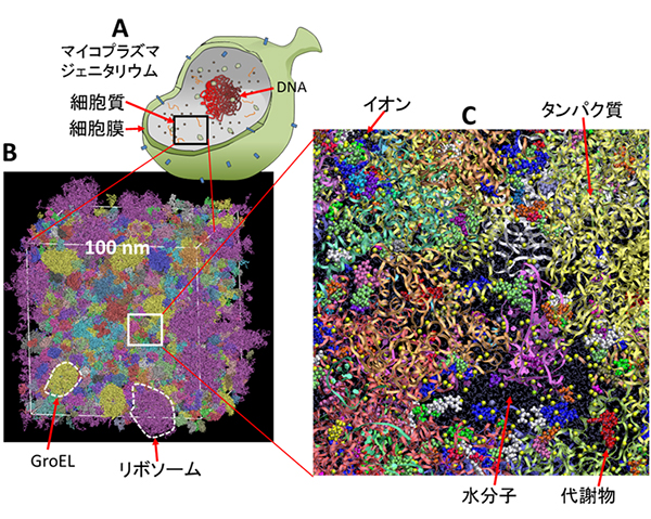 マイコプラズマ・ジェニタリウムの模式図と細胞質モデルの図