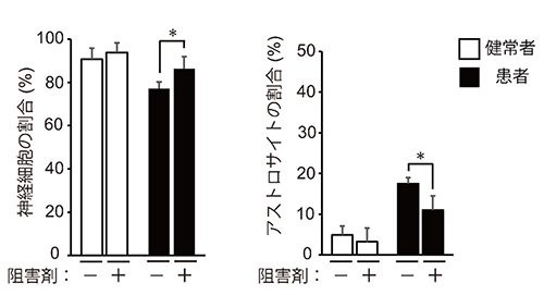 ニューロスフィアの神経分化効率へのp38の阻害剤の効果の図