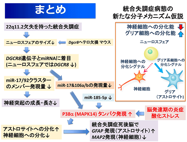 今回の研究で明らかになった統合失調症発症の分子メカニズムの図