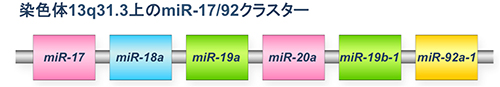 染色体13q31.3上のmiR-17/92クラスターの図
