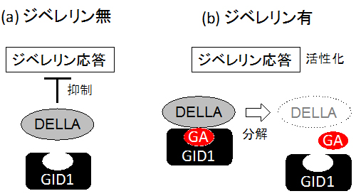 ジベレリン（GA）依存的なGID1受容体とDELLAタンパク質の結合の図