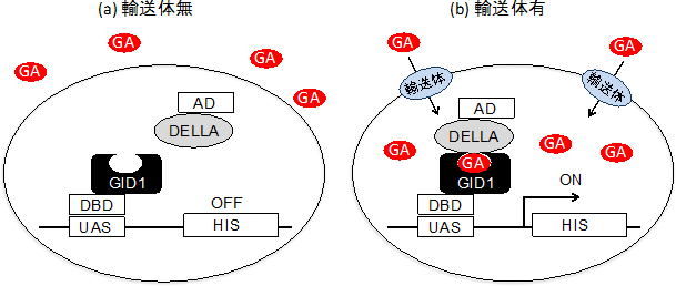 酵母two-hybrid系を利用した輸送体の同定の図