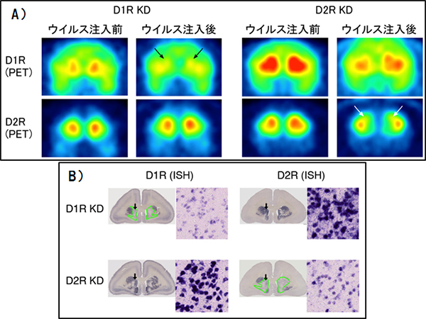 PETと<em>in situ</em>ハイブリダイゼーション法による抑制効果の調査の図