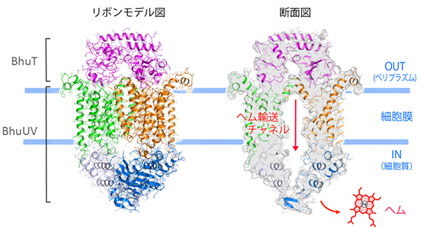 病原菌の細胞膜を貫通しているヘムトランスポーターの立体構造図