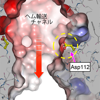 ヘムを輸送するチャネルの表面電荷を制御するアスパラギン酸残基の図