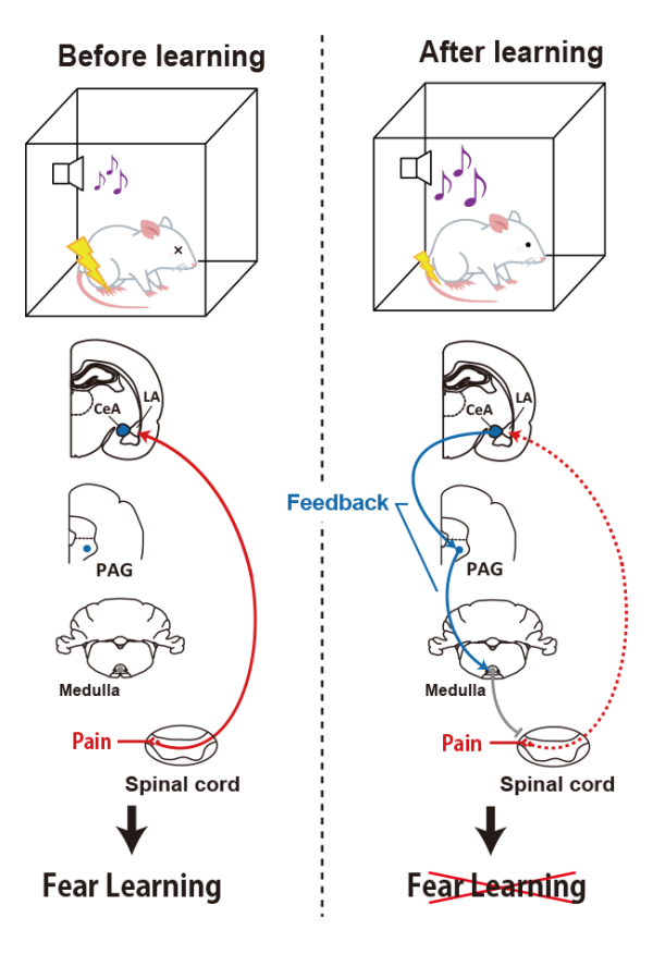 brain circuit schematic for fear learning