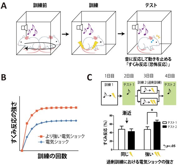 恐怖条件づけとその漸近の図