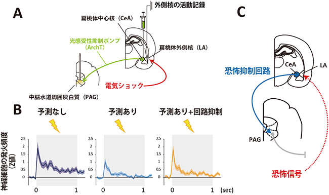 「扁桃体中心核→中脳水道周囲灰白質」回路の光抑制による外側核の恐怖応答の増加の図