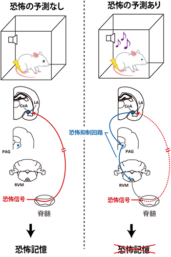 恐怖抑制回路の図