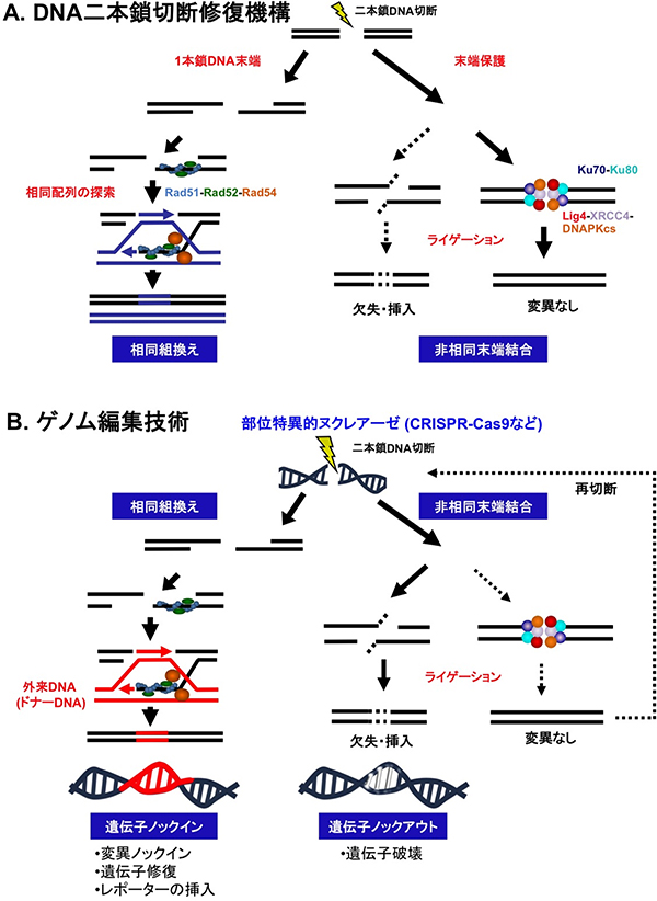 DNA二本鎖切断修復機構と既存のゲノム編集技術の図