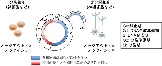 細胞周期とゲノム編集技術の図