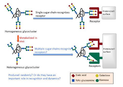 glycocluster design