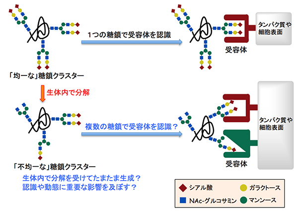 「糖鎖の不均一性」が生体内での認識や動態に与える影響の図