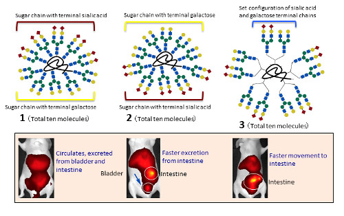 synthesized glycoclusters and fluorescence imaging - bladder