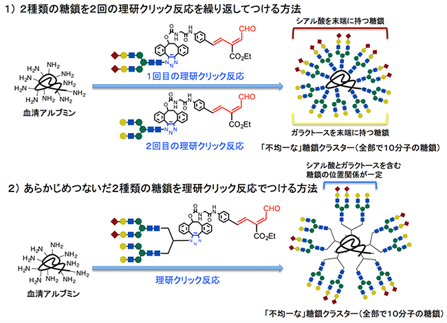 「理研クリック反応」を用いた「不均一な」糖鎖クラスターの二つの合成法の図