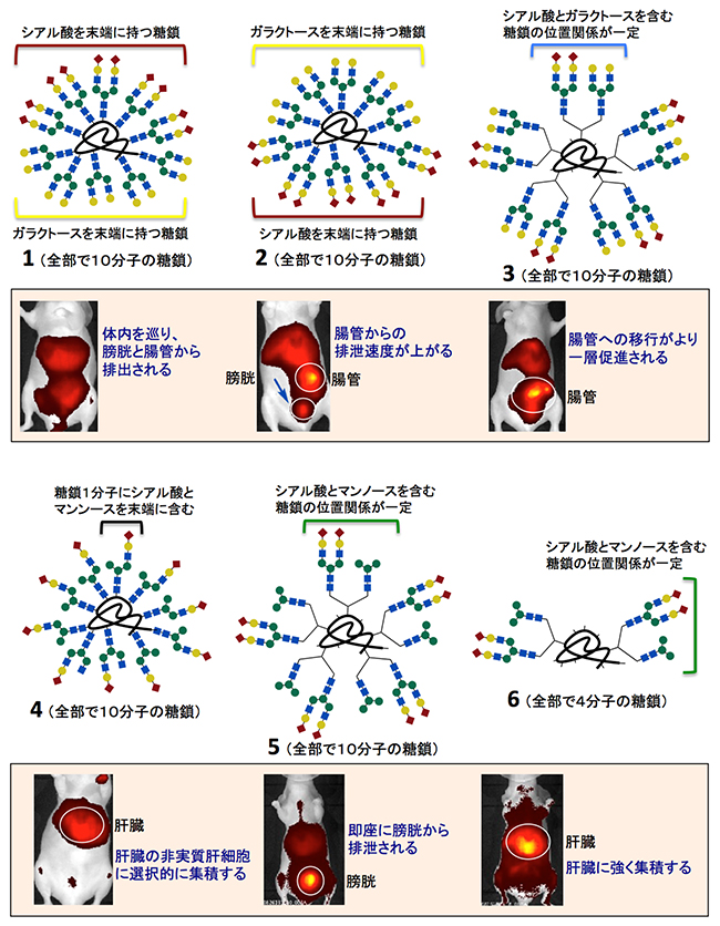 合成した「不均一な」糖鎖クラスターとマウス内での非侵襲的な蛍光イメージングの図