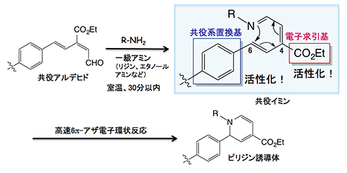 理研クリック反応（6π-アザ電子環状反応）の図