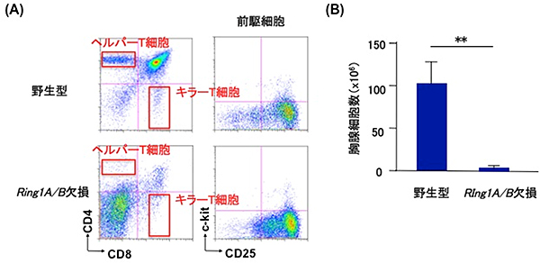 T細胞特異的に<em>Ring1A/B</em>を欠損させたマウスの胸腺細胞の図