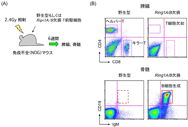 <em>Ring1A/B</em>を欠損させたT前駆細胞のB細胞への運命転換の図