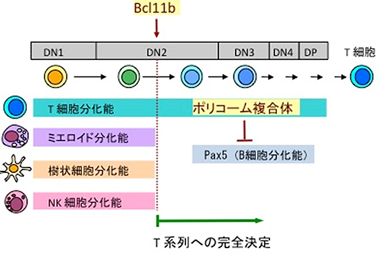 胸腺におけるT細胞分化のモデル図