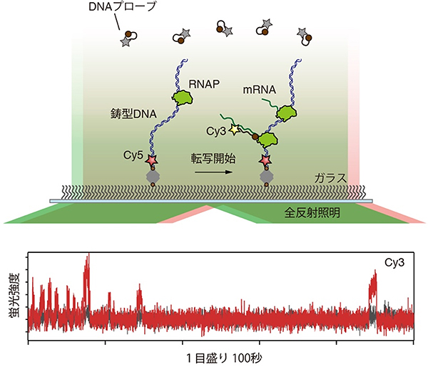 細胞外で再現したmRNA合成の1分子イメージングの図