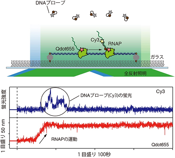 RNAPの1分子イメージングの図