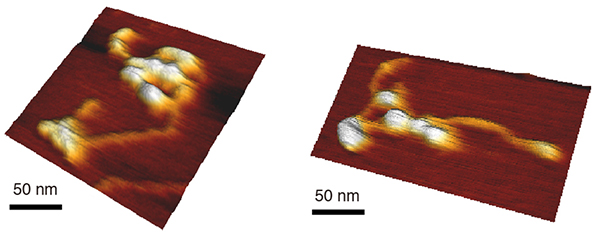 原子間力顕微鏡画像の図