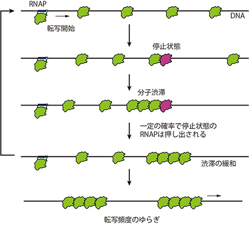 RNAPの渋滞と緩和が生む転写頻度のゆらぎの図