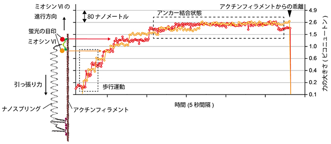 力を加えた状態での１分子動態イメージング図