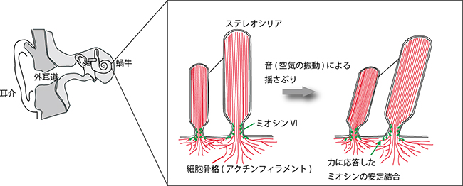 聴覚器官内でのミオシンVIの役割の図