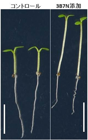 青色光下で3B7Nを処理したときの シロイヌナズナ芽生えの写真