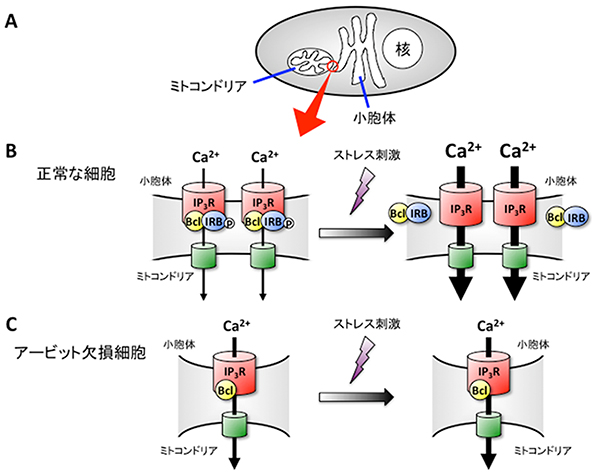 アービットが小胞体-ミトコンドリア間のCa<sup>2＋</sup>の動きを制御するメカニズムの図