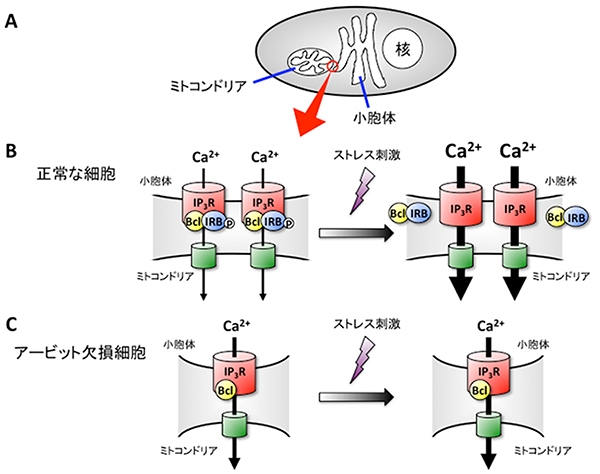 アービットが小胞体-ミトコンドリア間のCa<sup>2+</sup>の動きを制御するメカニズムの図