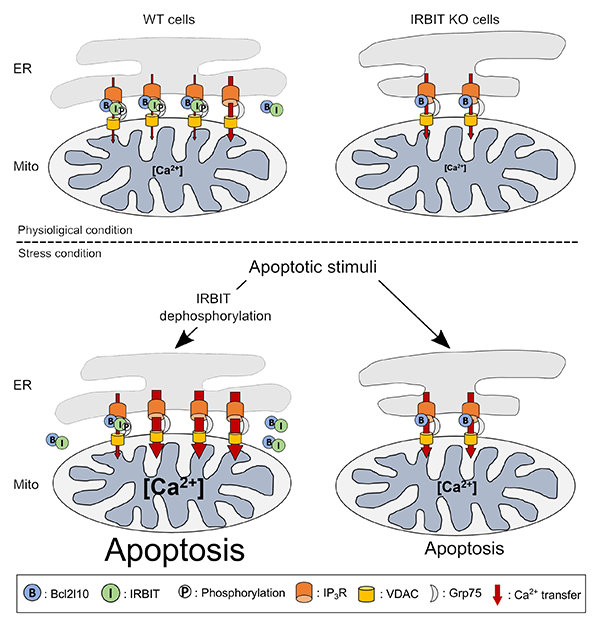 schematic model for IRBIT under physiological stress