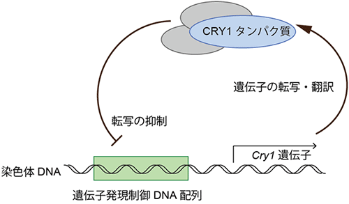 CRY1タンパク質による概日時計の発振機構の図