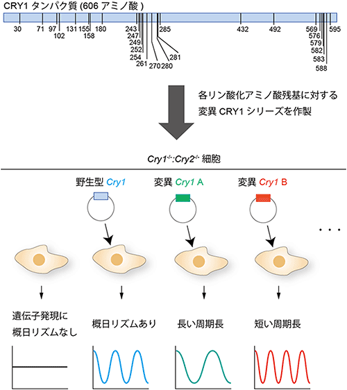 培養細胞の<em>Cry1</em>遺伝子機能補完実験の図