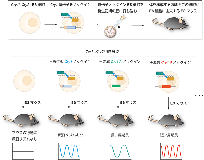 遺伝子導入マウス個体高速作製法で作製したESマウスの行動リズム測定の図
