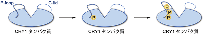 CRY1タンパク質のタイマー領域の複数のリン酸化による概日時計制御モデルの図