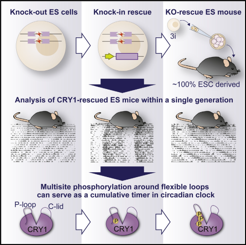 schematic of the study design for CRY1-rescue