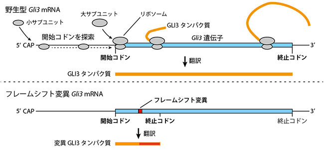 <em>Gli3</em> mRNAの翻訳とGLI3タンパク質の図