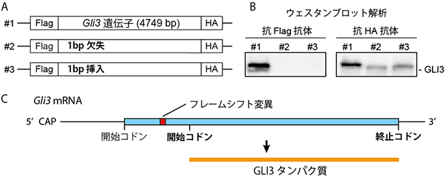 フレームシフト変異<em>Gli3</em>遺伝子からのC末端側GLI3タンパク質の発現の図