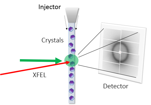 Schematic of setup for detecting protein structure